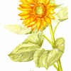 sunflower, aquarelle